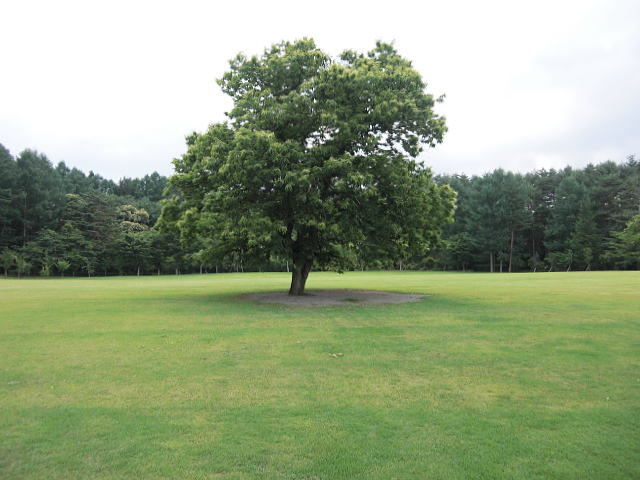 河口湖総合公園 Copy 山梨県富士河口湖町にあるファミリー リゾートペンションペイネ 赤ちゃん や小さなお子様連れの家族旅行のお手伝いをさせていただきます