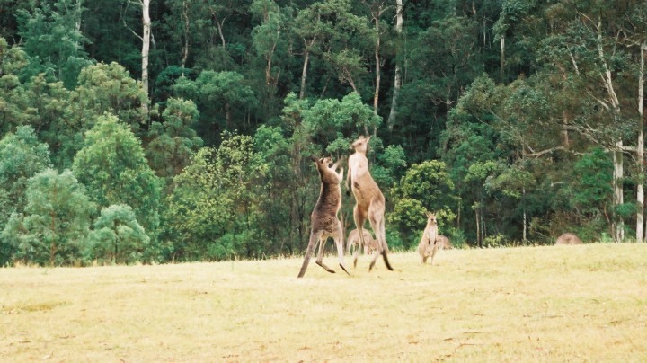 突然カンガルーのボクシング。 さては恋敵なのかな？